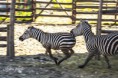/album/zoo/img-1557-masolata-jpg/